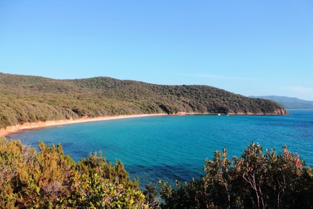 cala violina