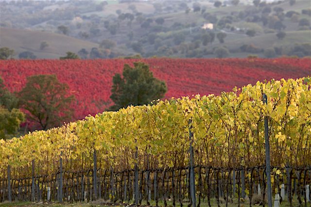 Vigneti