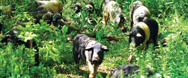 cinte_bosco_tenuta_di_paganico1