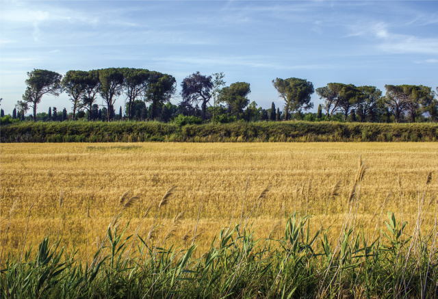 Canale diversivo Grosseto