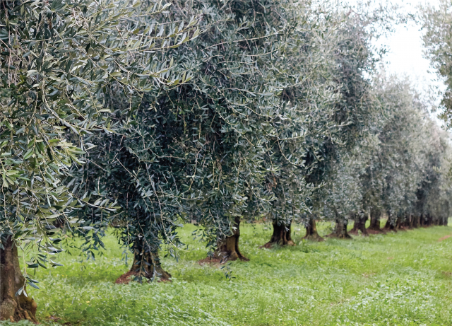 Tenuta Gardini oliveto