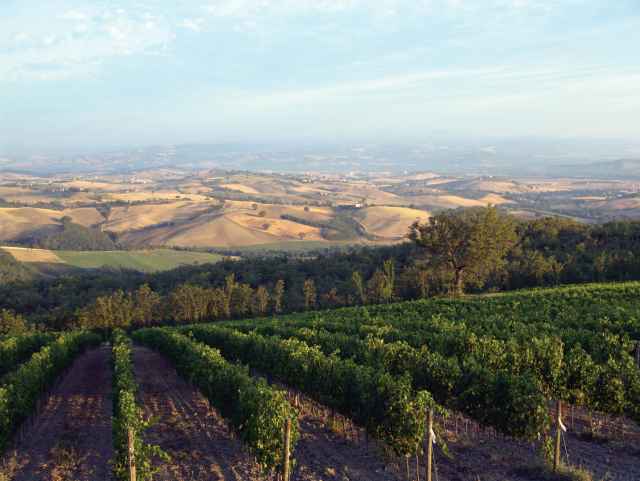 Podere Monte Mario - Basile - Cinigiano