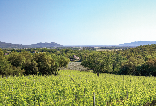 Vini DOC Maremma