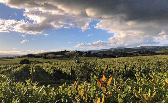 Tenuta Rocca di Montemassi Roccastrada
