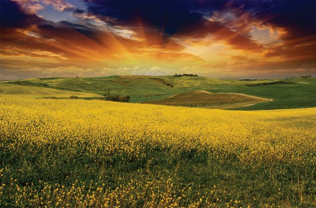 Tramonto Maremma