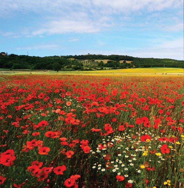 Maremma papaveri