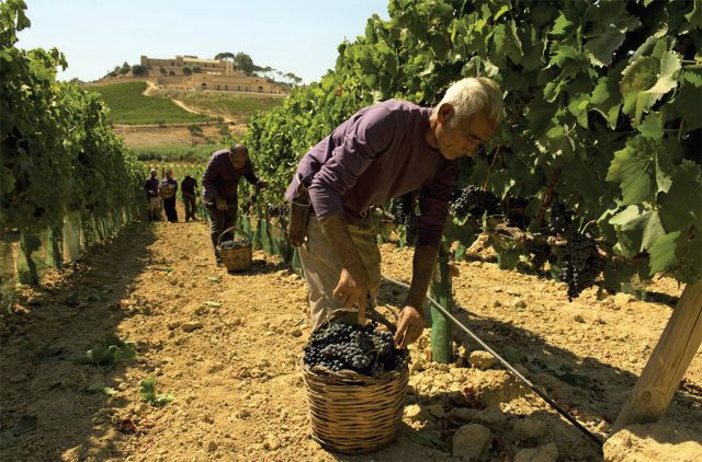 Vendemmia in Maremma 1