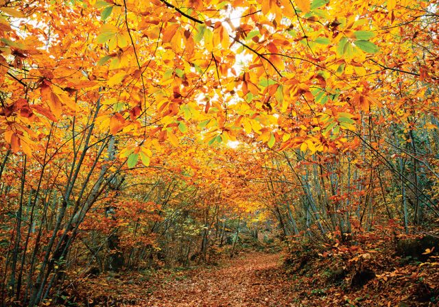 Foliage Monte Amiata