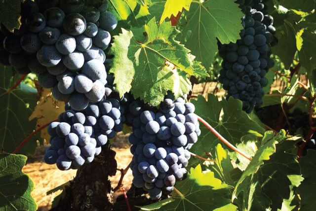 Uva Morellino di Scansano