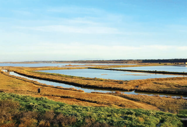 Diaccia Botrona - Maremma