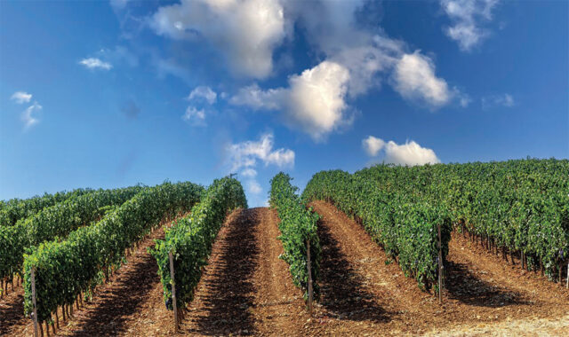 Vigneto del Morellino di Scansano
