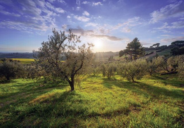 Uliveto maremmano