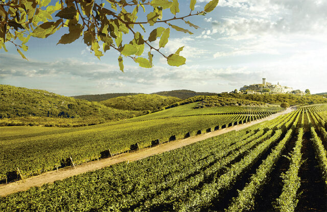 Verduzzo e Vermentino - Toscana