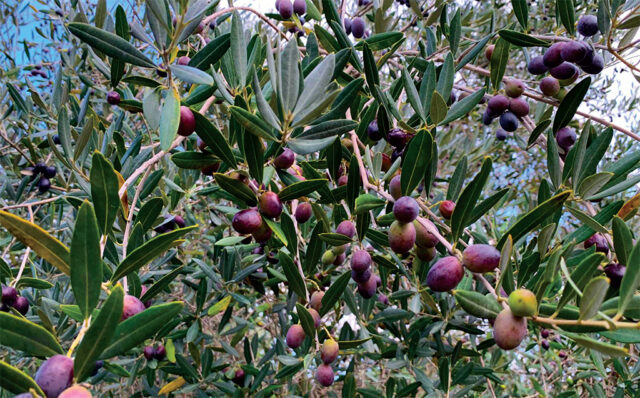 Olive Maremma Toscana