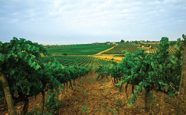 Azienda agricola Il Ponte