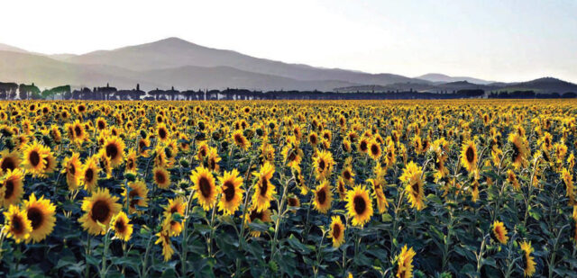 Maremma Toscana