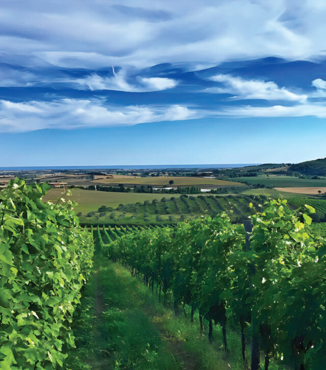 La vigna sul mare