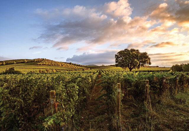 Azienda Monteverro