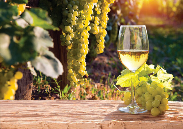 Vermentino di Maremma