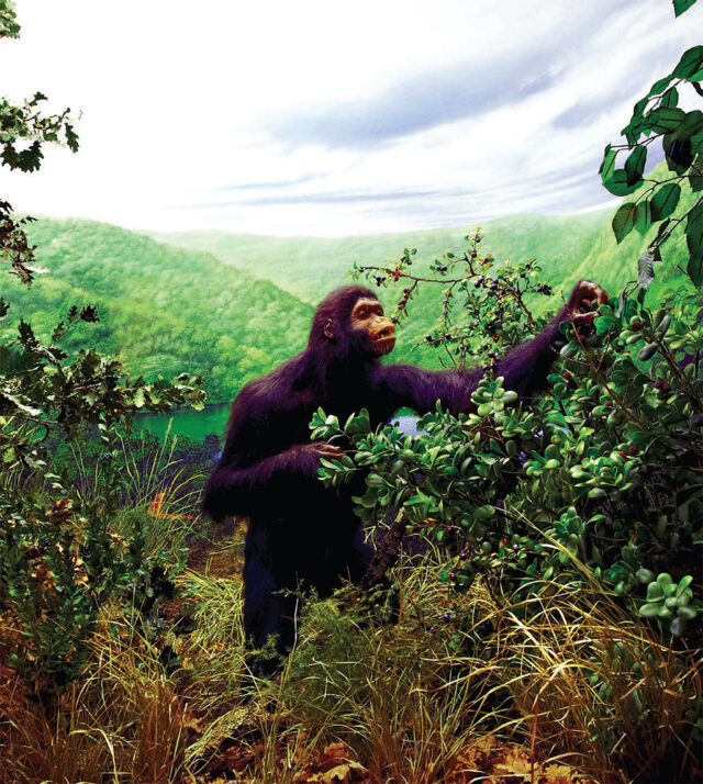 Oreopithecus bamboli - Oreopiteco
