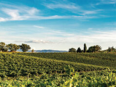 ColleMassari, il respiro autentico della Maremma tra vino, natura e accoglienza