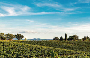 ColleMassari, il respiro autentico della Maremma tra vino, natura e accoglienza