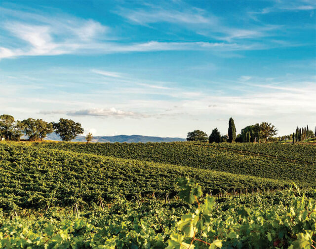 ColleMassari - Montecucco Bolgheri Montalcino
