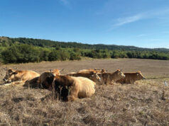 Nel cuore delle colline di Scansano, una bella storia di famiglia che profuma di Maremma: Lo Ziro