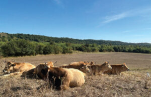 Nel cuore delle colline di Scansano, una bella storia di famiglia che profuma di Maremma: Lo Ziro