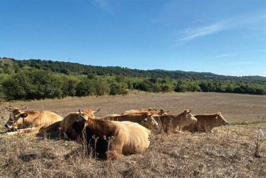 Nel cuore delle colline di Scansano, una bella storia di famiglia che profuma di Maremma: Lo Ziro